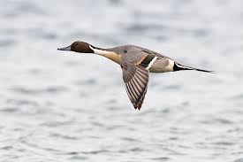 Image result for Anas acuta