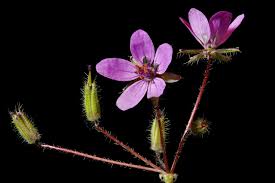 Attēlu rezultāti vaicājumam “Erodium cicutarium”