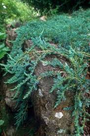 Attēlu rezultāti vaicājumam “Juniperus sabina”