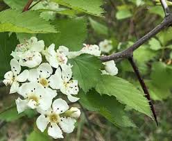 Attēlu rezultāti vaicājumam “Crataegus chrysocarpa”
