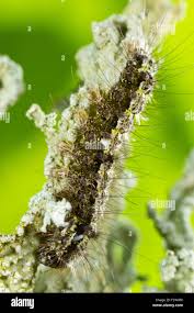 Attēlu rezultāti vaicājumam “Eilema depressa”