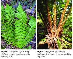 Attēlu rezultāti vaicājumam “Dryopteris affinis”