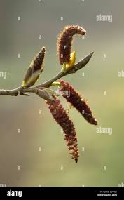 Attēlu rezultāti vaicājumam “Populus x canescens leaf”