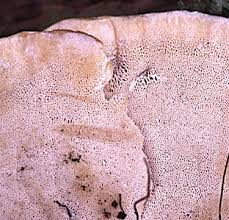 Attēlu rezultāti vaicājumam “Climacocystis borealis”