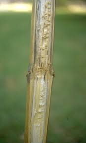 Attēlu rezultāti vaicājumam “Stemonaria irregularis stalked”