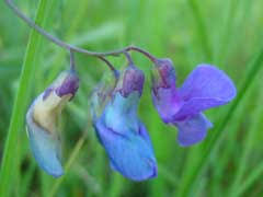 Attēlu rezultāti vaicājumam “Lathyrus palustris flower”