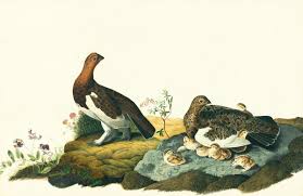 Image result for Lagopus lagopus