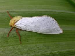 Attēlu rezultāti vaicājumam “Hepialus humuli female”