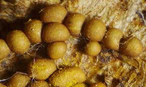 Attēlu rezultāti vaicājumam “Trichia contorta”