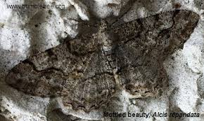 Attēlu rezultāti vaicājumam “Alcis repandata”