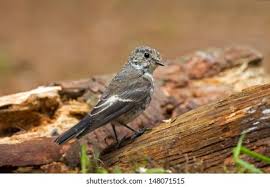 Attēlu rezultāti vaicājumam “Ficedula hypoleuca juvenile”