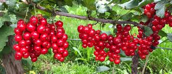 Bildergebnis für rote johannisbeeren