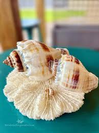 Image result for Melongena corona