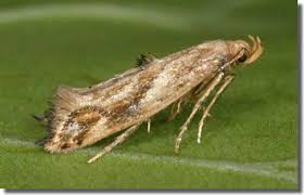 Attēlu rezultāti vaicājumam “Epermeniidae”