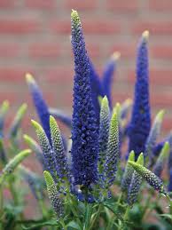 Attēlu rezultāti vaicājumam “Veronica longifolia bud”