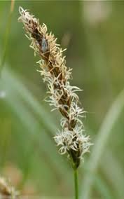 Attēlu rezultāti vaicājumam “Carex disticha”