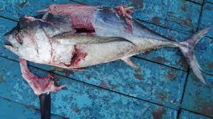 Image result for Thunnus obesus