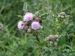 Attēlu rezultāti vaicājumam “Cirsium x rigens flower”