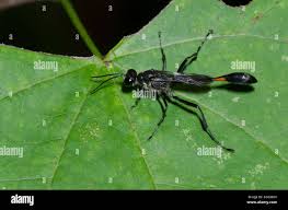 Attēlu rezultāti vaicājumam “Ammophila sp.”