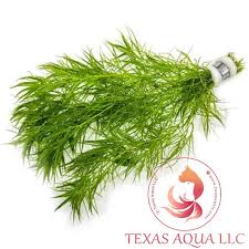 Attēlu rezultāti vaicājumam “Najas tenuissima leaf”