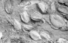 Attēlu rezultāti vaicājumam “Laccognathus panderi”