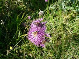 Attēlu rezultāti vaicājumam “Cirsium acaule flower”