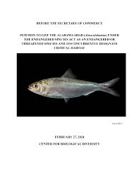 Image result for Alosa alabamae