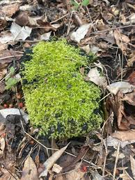 Attēlu rezultāti vaicājumam “Hedwigia ciliata sporophyte”