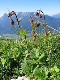 Image result for Geum rivale