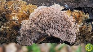 Attēlu rezultāti vaicājumam “Phlebia rufa”