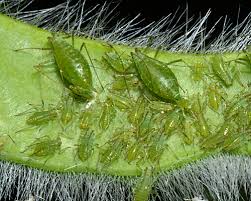 Attēlu rezultāti vaicājumam “Acyrthosiphon”