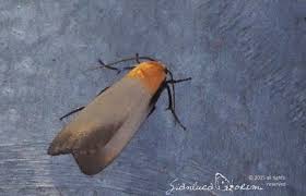 Attēlu rezultāti vaicājumam “Lithosia quadra female”