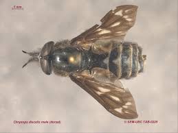 Attēlu rezultāti vaicājumam “Chrysops”