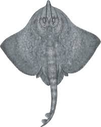 Image result for Rostroraja alba