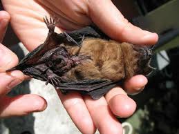 Attēlu rezultāti vaicājumam “Nyctalus noctula”