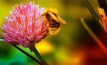 Attēlu rezultāti vaicājumam “Laphria gibbosa”