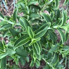 Image result for Stevia rebaudiana