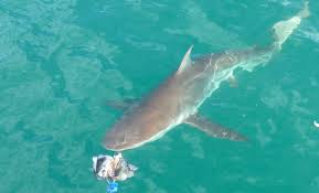Image result for Carcharhinus brachyurus