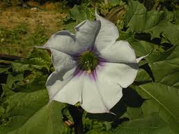 Image result for Datura stramonium