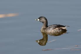 Image result for Podilymbus podiceps