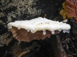 Attēlu rezultāti vaicājumam “Tyromyces chioneus”