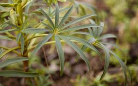 Image result for Helleborus foetidus