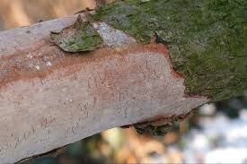 Attēlu rezultāti vaicājumam “Vuilleminia comedens”