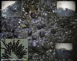 Attēlu rezultāti vaicājumam “Sordaria fimicola”