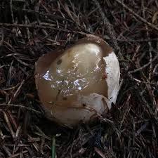 Attēlu rezultāti vaicājumam “Physarum globuliferum young”