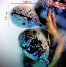 Attēlu rezultāti vaicājumam “Badhamia dubia macro”