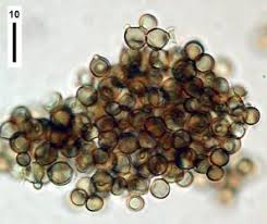 Attēlu rezultāti vaicājumam “Hyaloscypha hyalina”