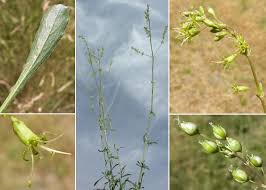 Attēlu rezultāti vaicājumam “Silene otites”