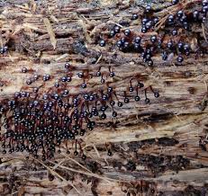 Attēlu rezultāti vaicājumam “Metatrichia floriformis”