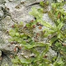 Attēlu rezultāti vaicājumam “Thelopsis rubella”